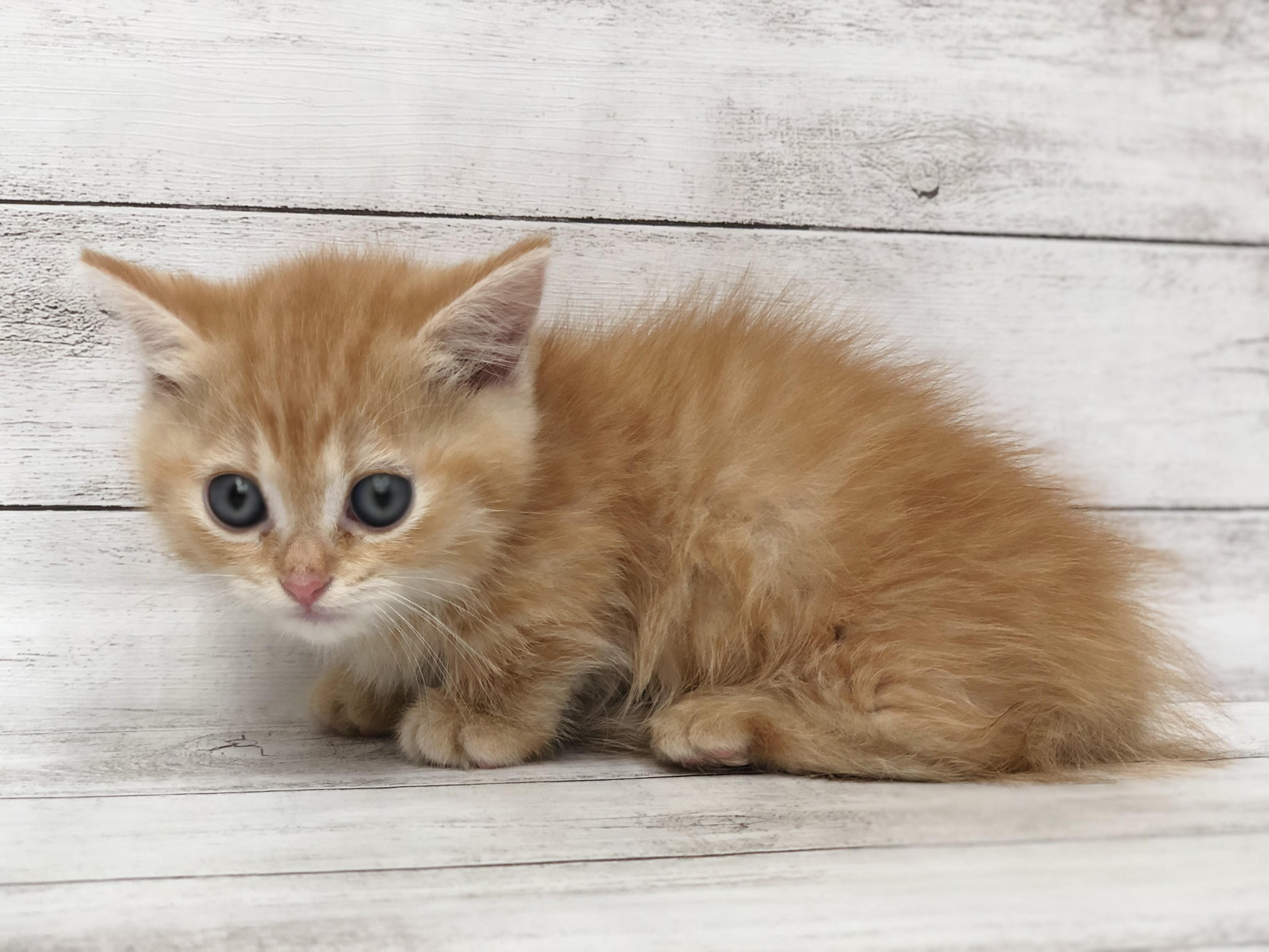 飼い主様お写真