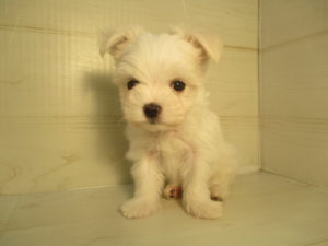 ㉕柴犬alt=