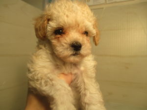 ㉕柴犬alt=