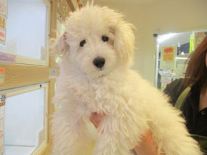 ㉕柴犬alt=