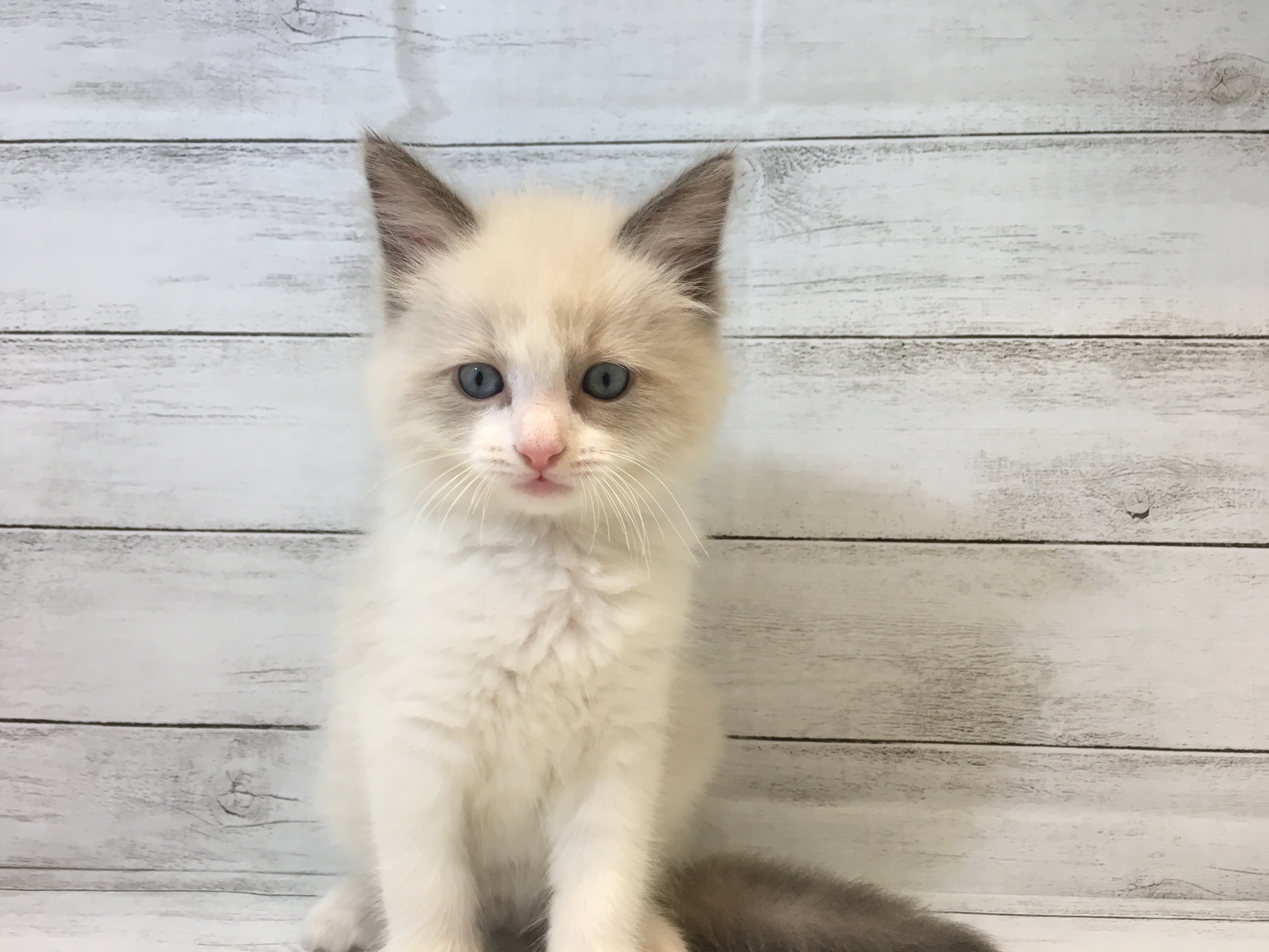 飼い主様お写真