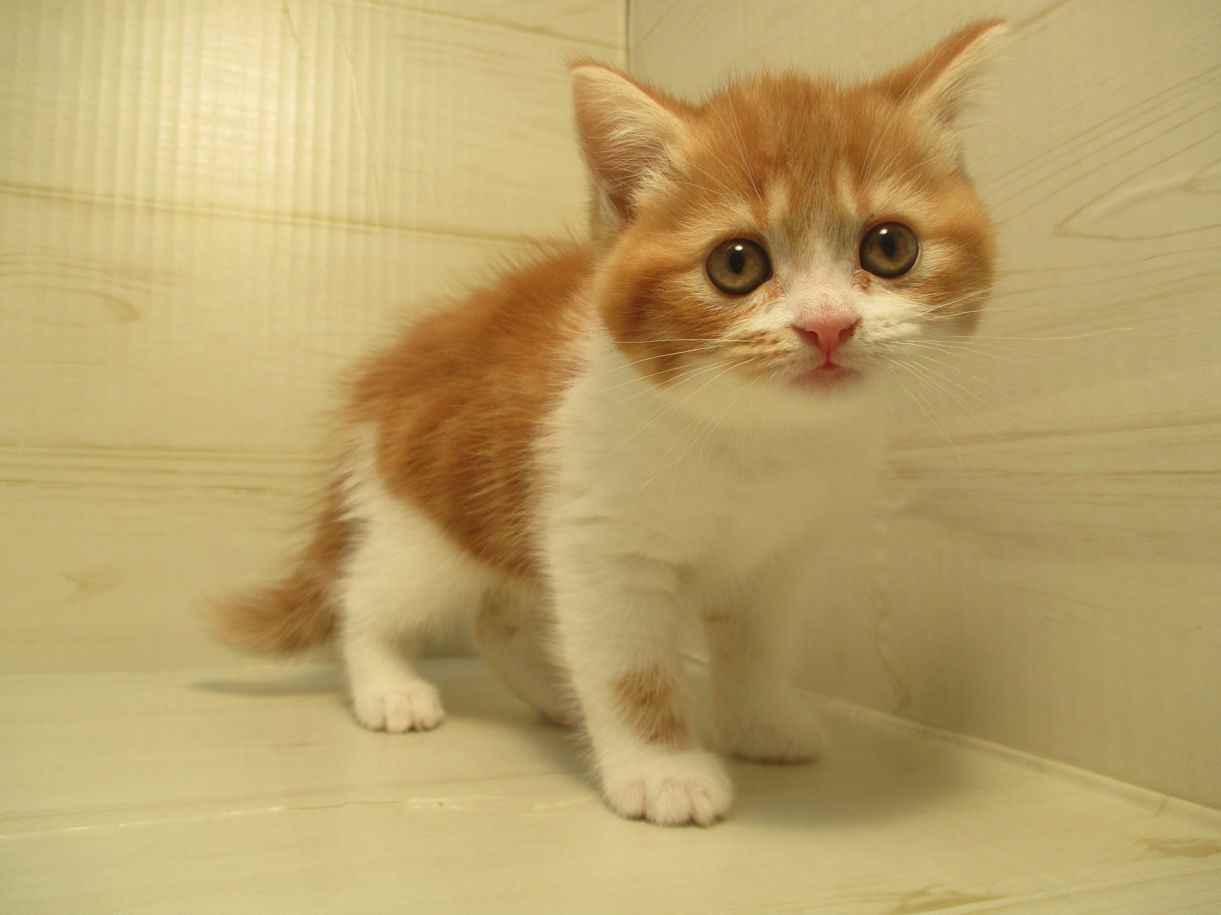 飼い主様お写真