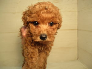⑧キャバリアキングチャールズスパニエルalt=