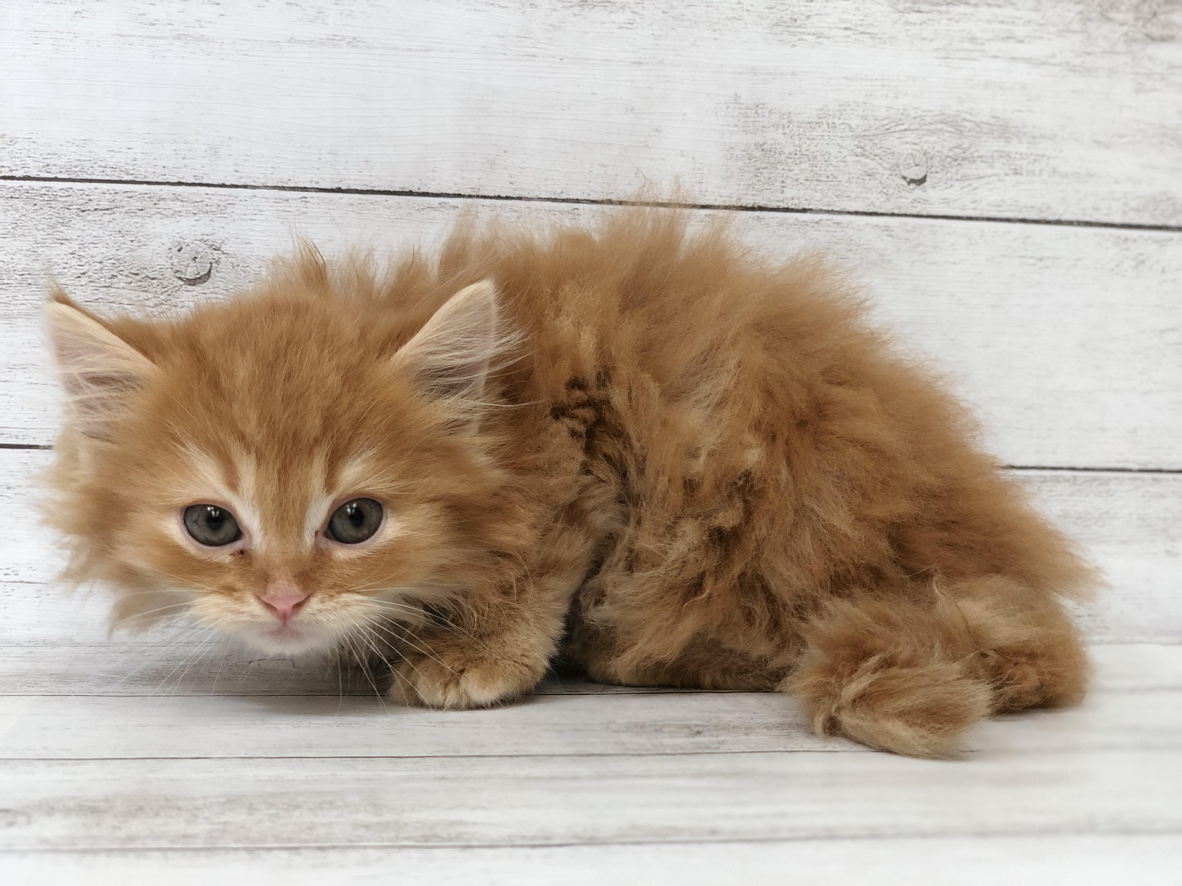 飼い主様お写真