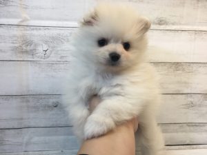 ⑭Mix（ポメラニアン×マルチーズ）alt=