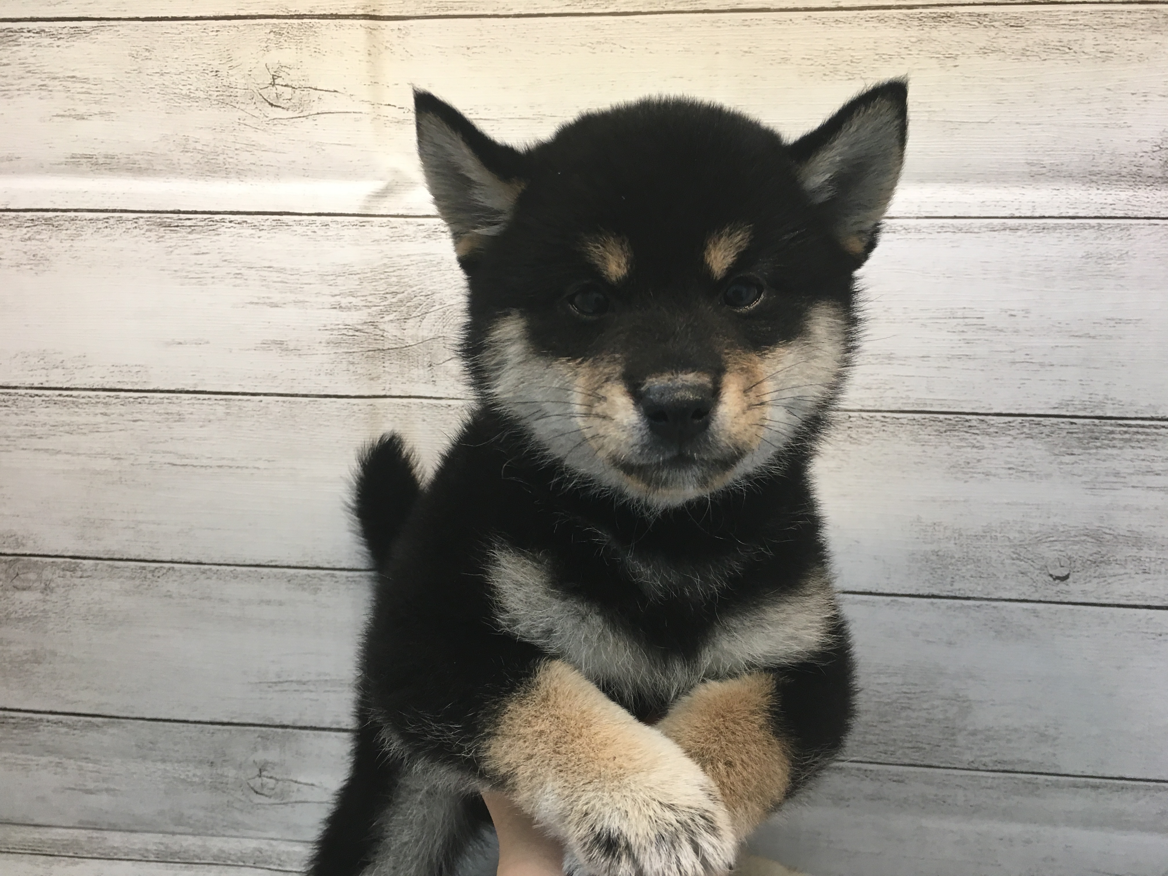 飼い主様お写真