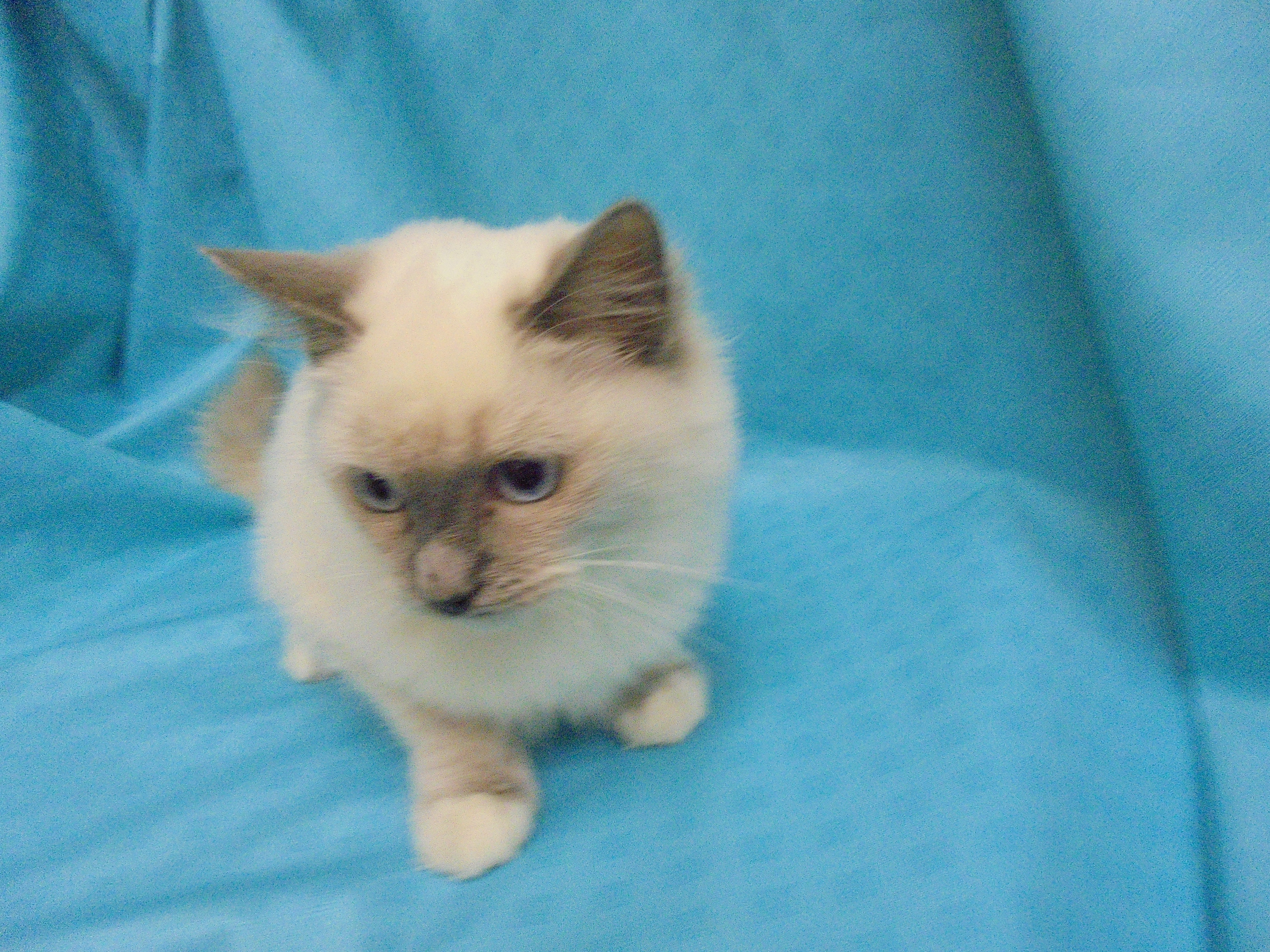 飼い主様お写真
