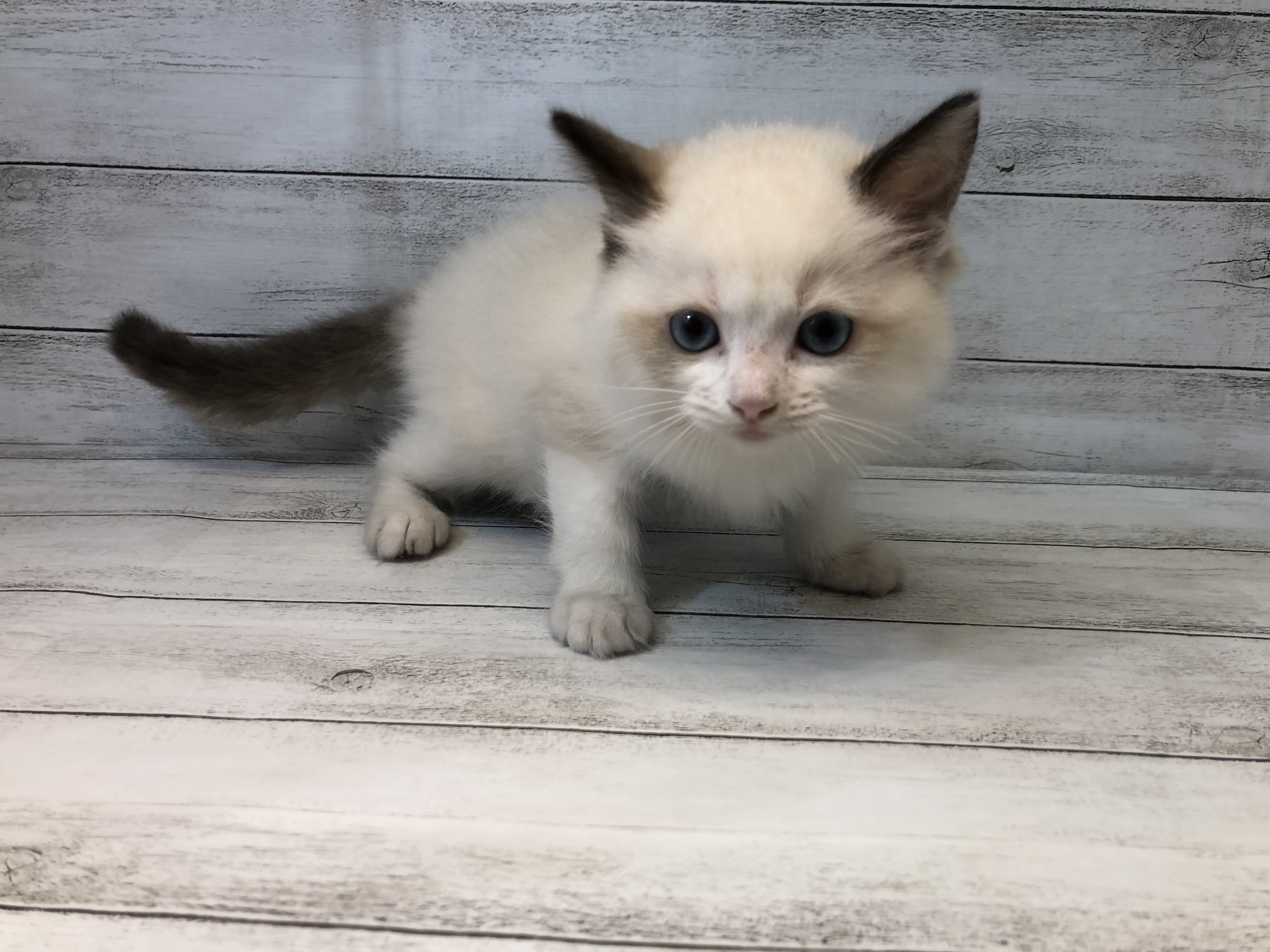 飼い主様お写真