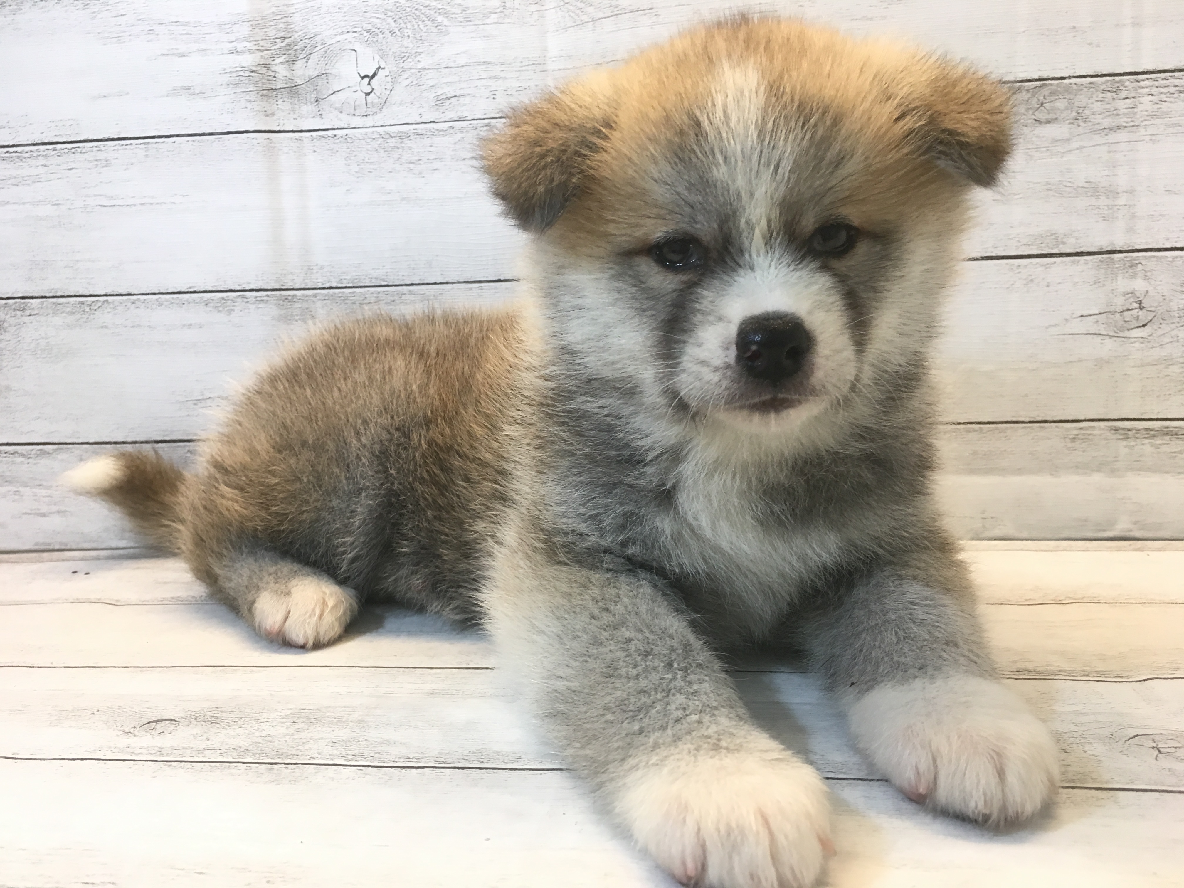 秋田犬 ペットショップ ふしみ