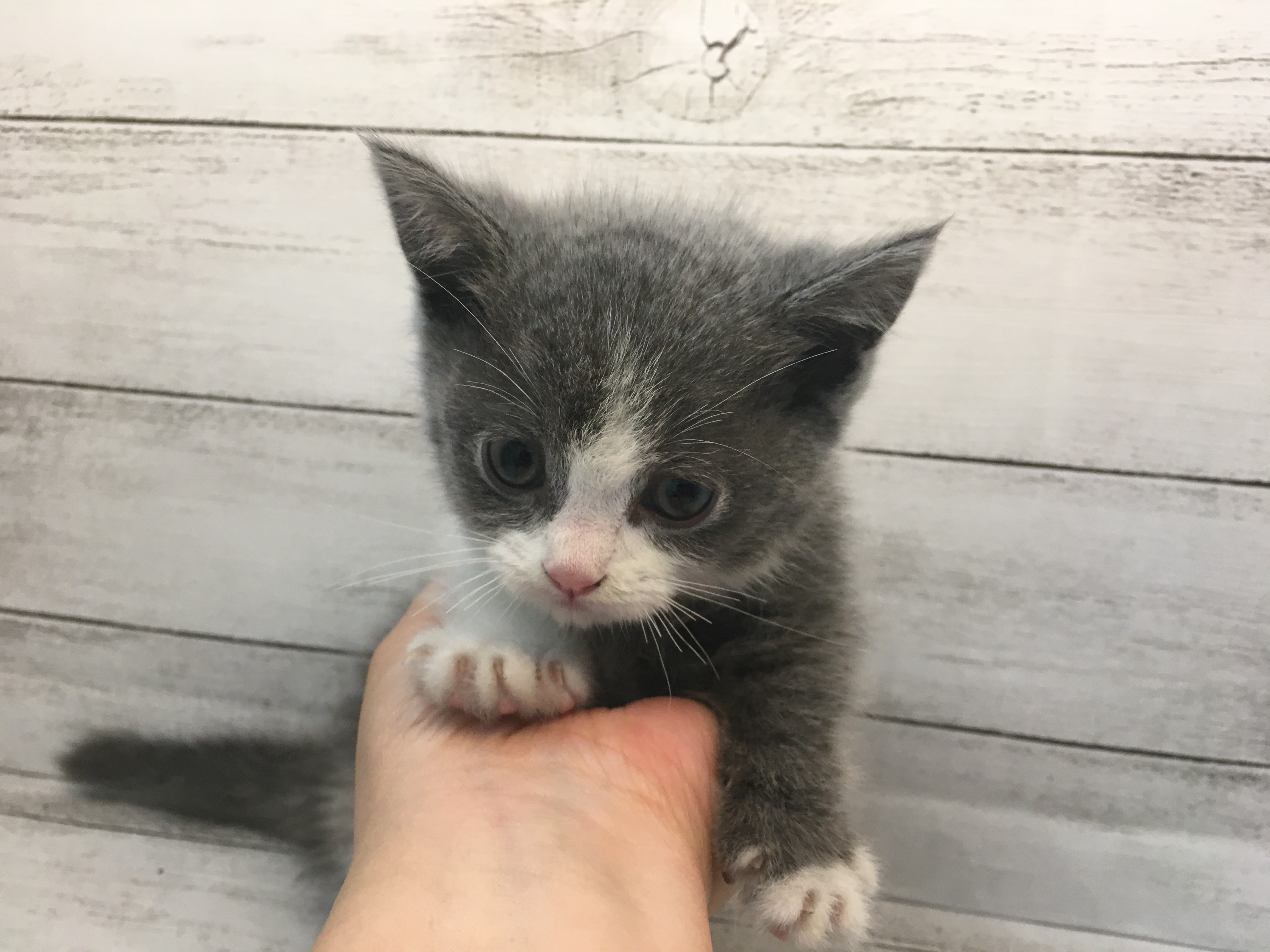 飼い主様お写真