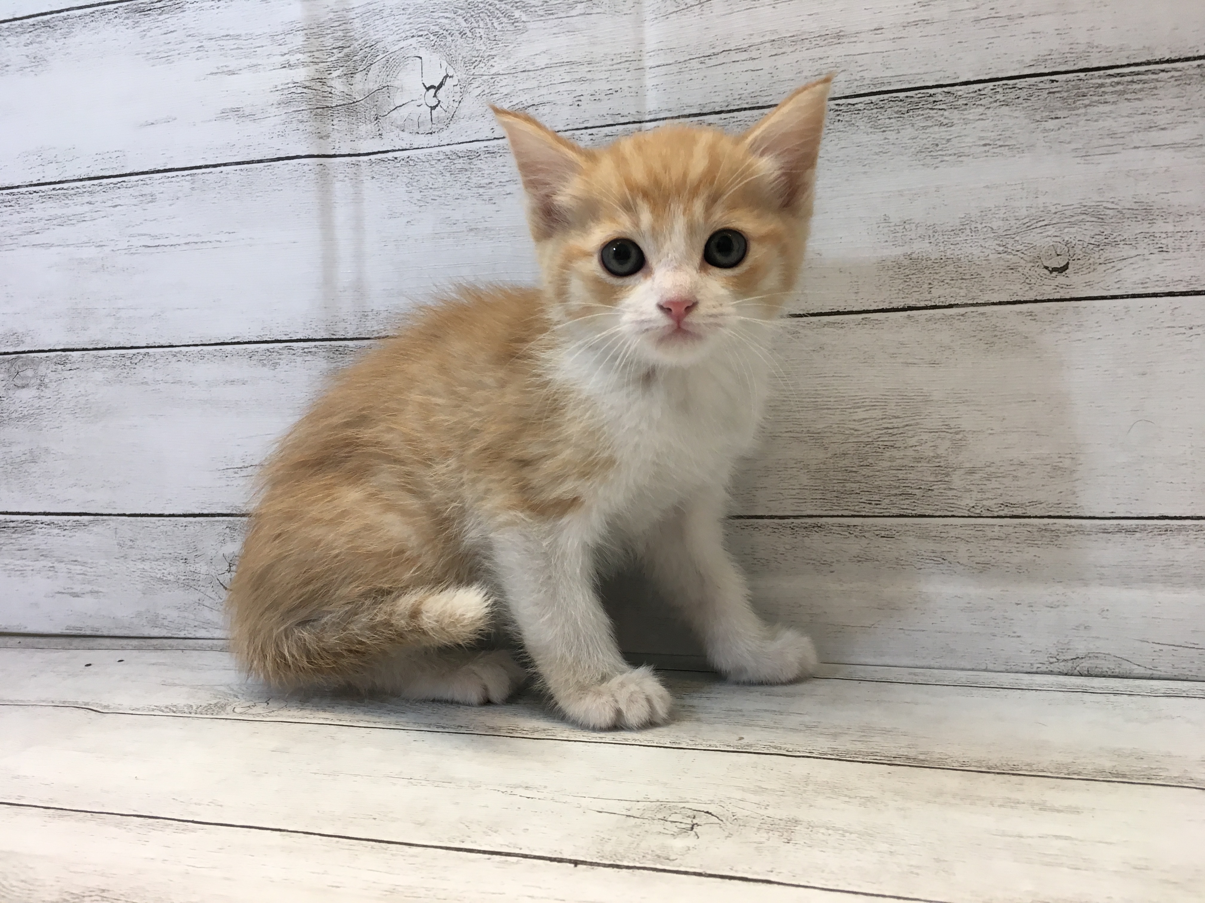 飼い主様お写真