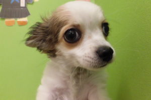 ⑧柴犬alt=