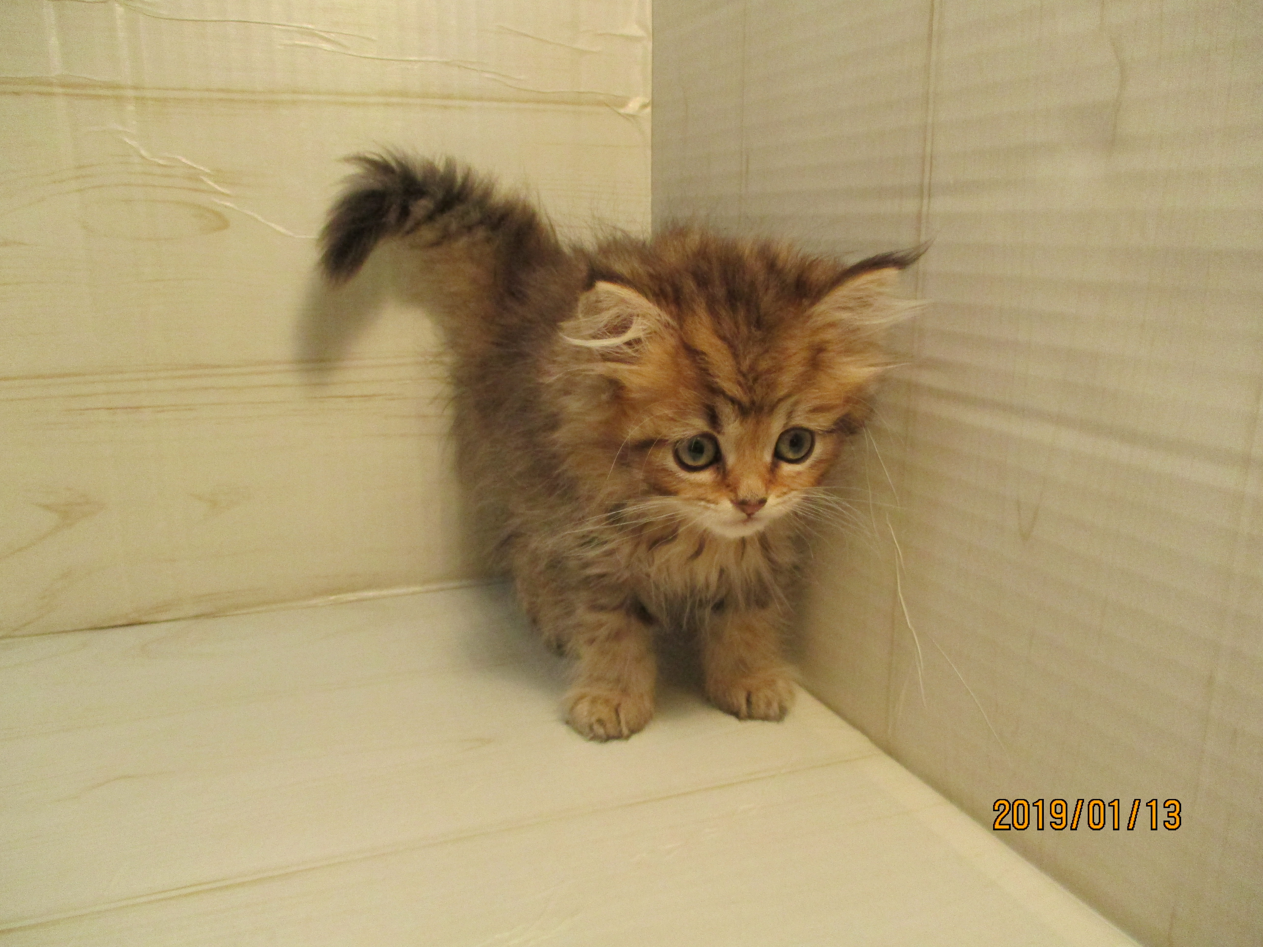 飼い主様お写真