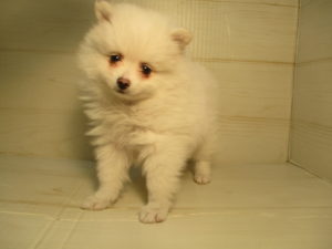 ⑧柴犬alt=