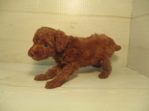 ⑧柴犬alt=