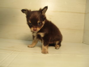 ⑧柴犬alt=