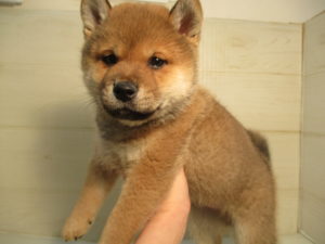 ⑪柴犬alt=
