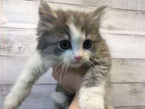 ①スコティッシュフォールド(折耳)(ロング)alt=