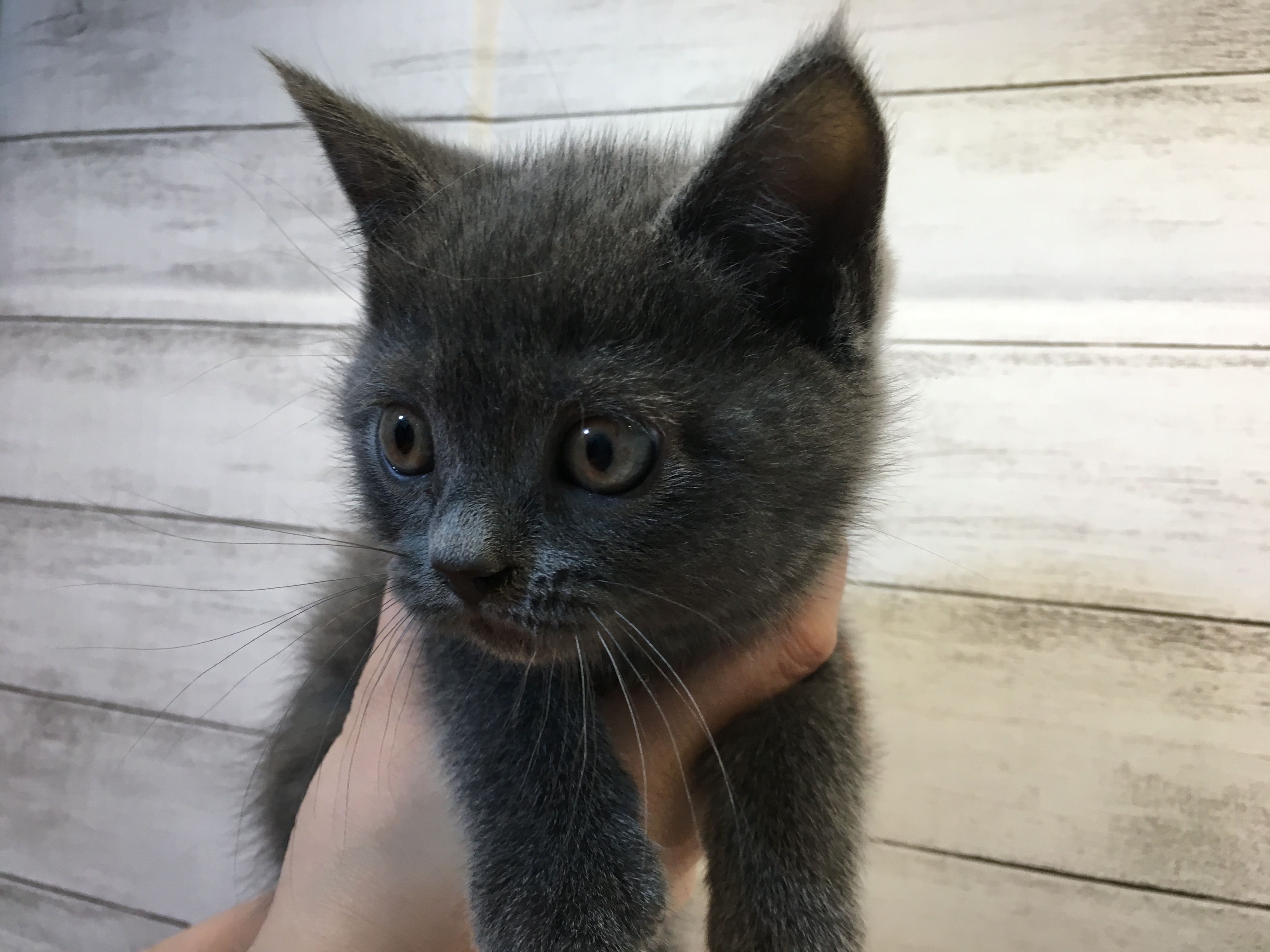 飼い主様お写真