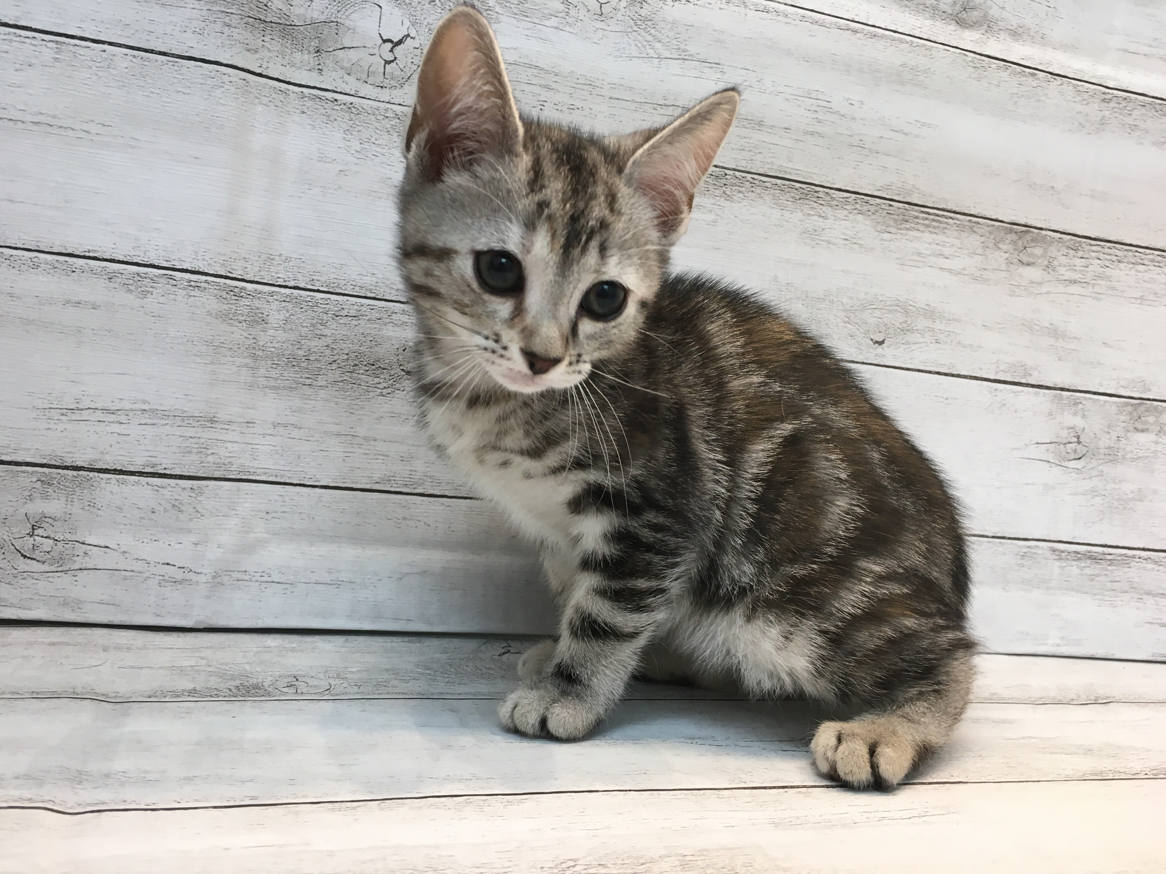 飼い主様お写真