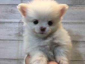 ③チワワ(ロング)alt=