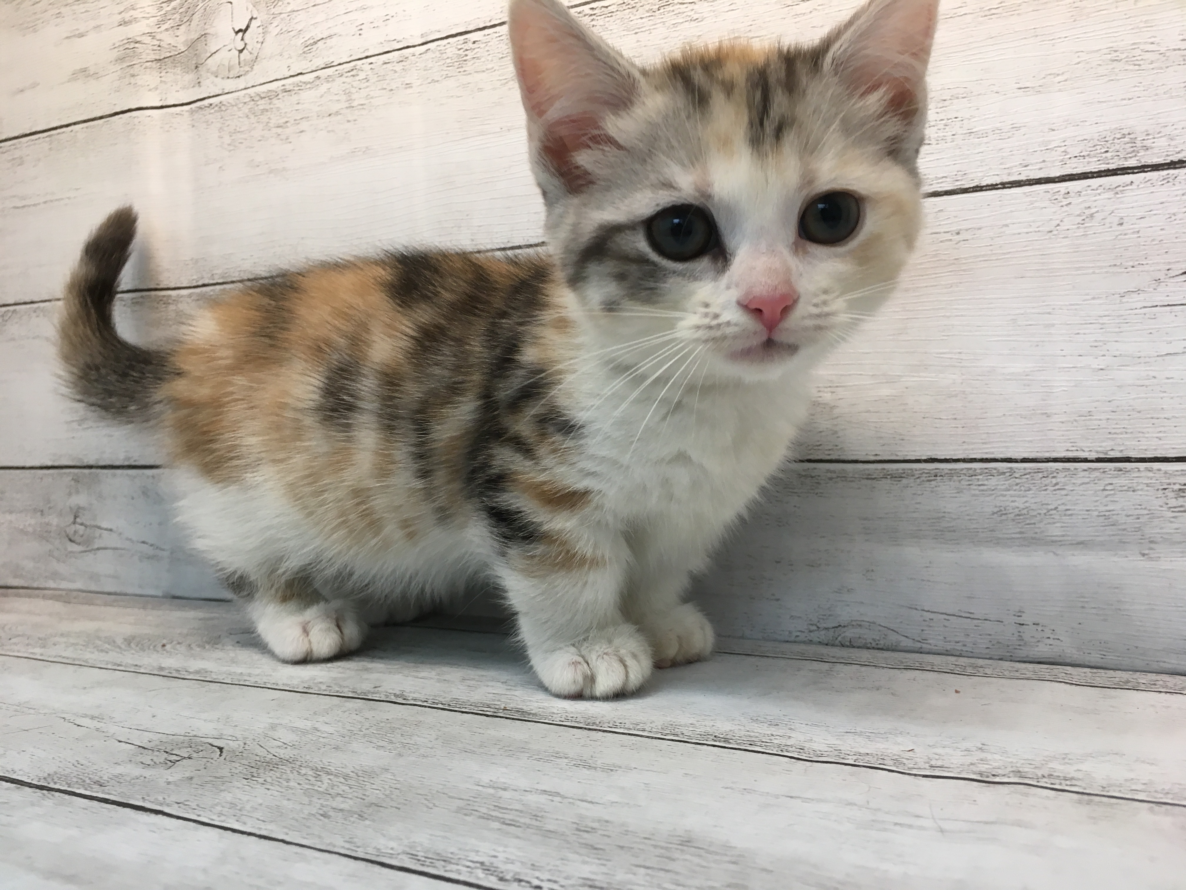 飼い主様お写真