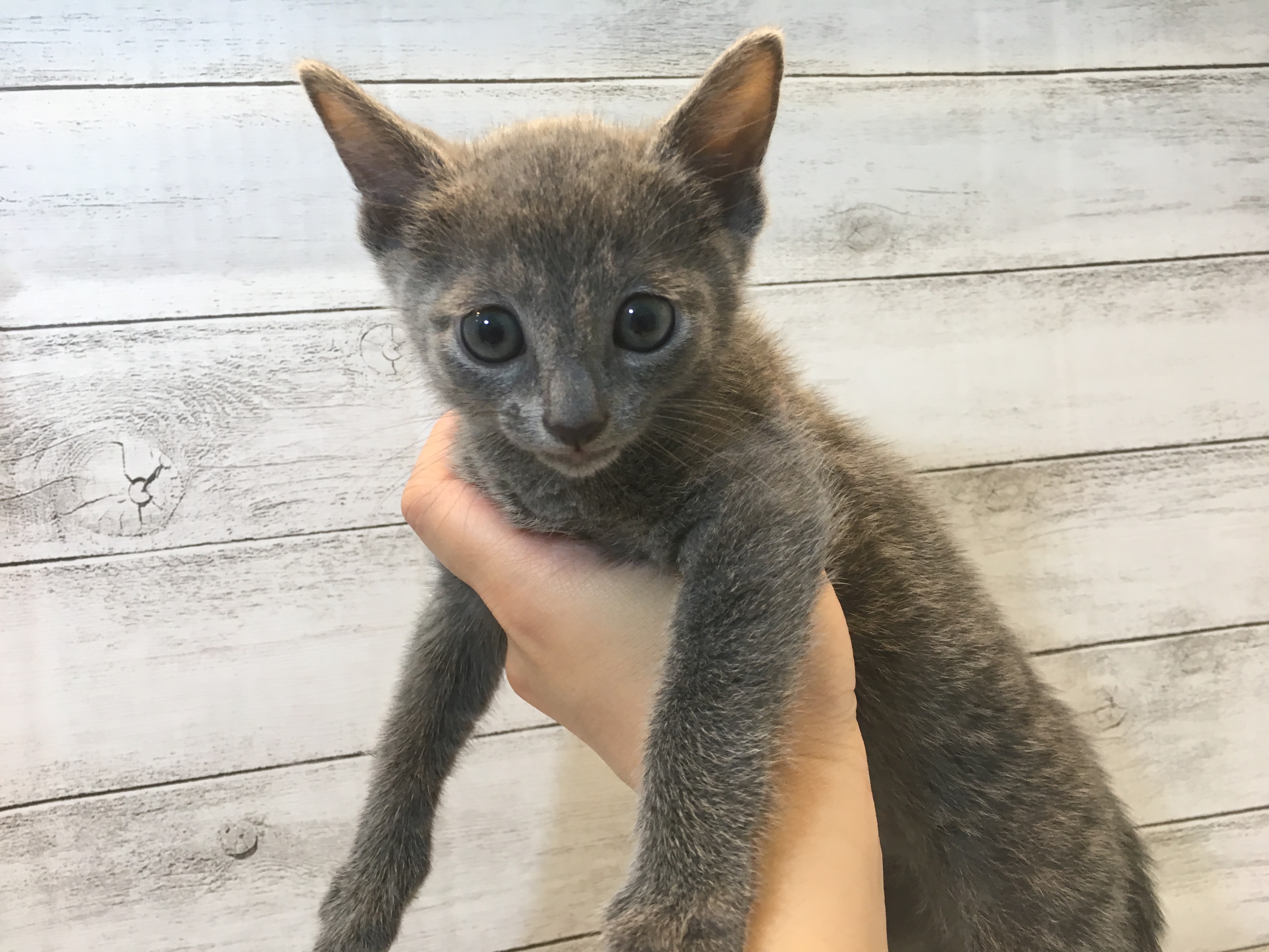 飼い主様お写真