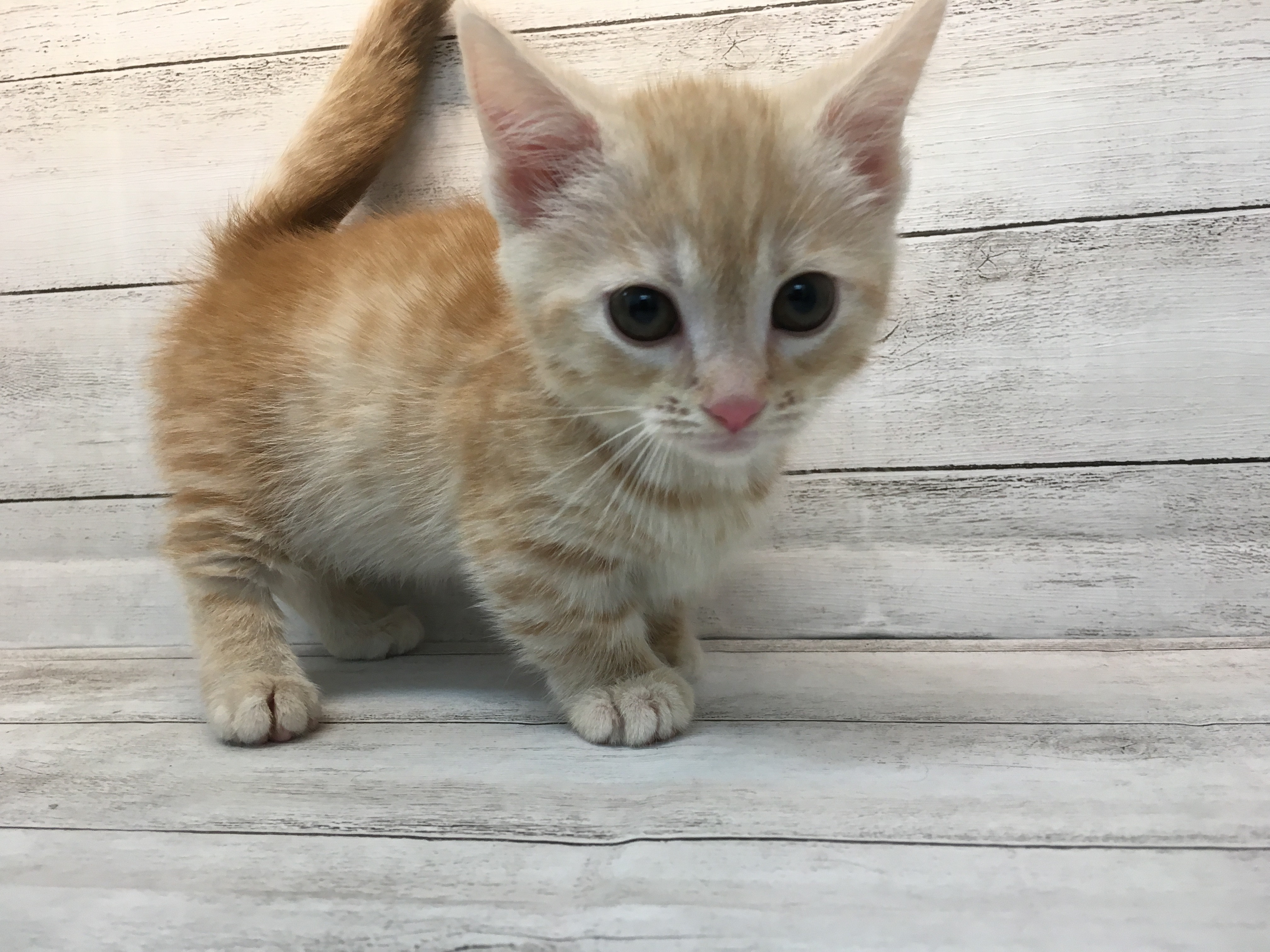 飼い主様お写真