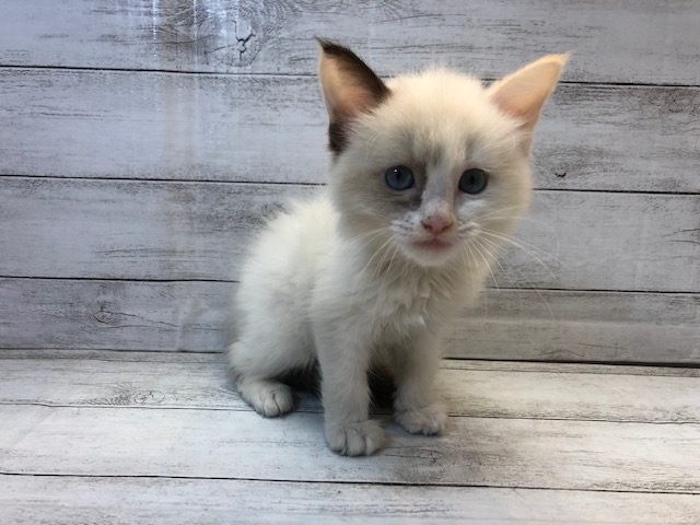 飼い主様お写真