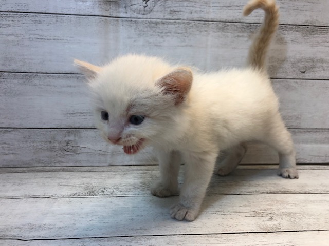 飼い主様お写真