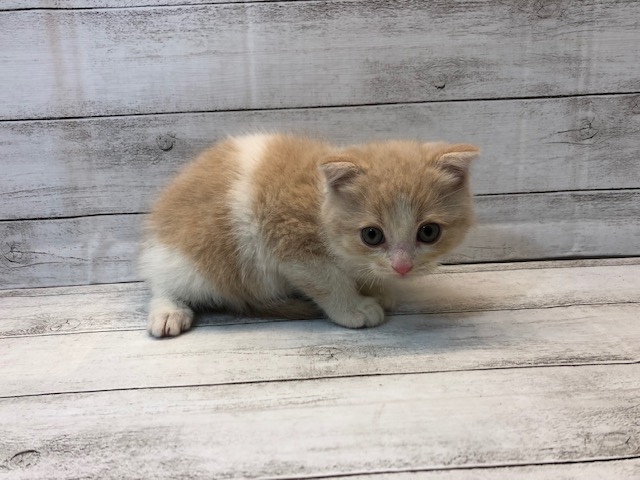 飼い主様お写真