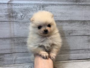 ③ポメラニアンalt=