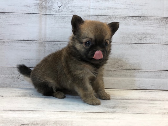 飼い主様お写真