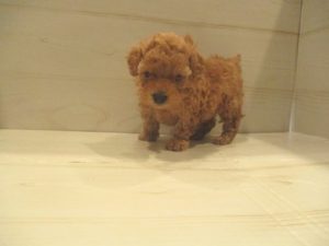 ⑩アメリカンショートヘアーalt=