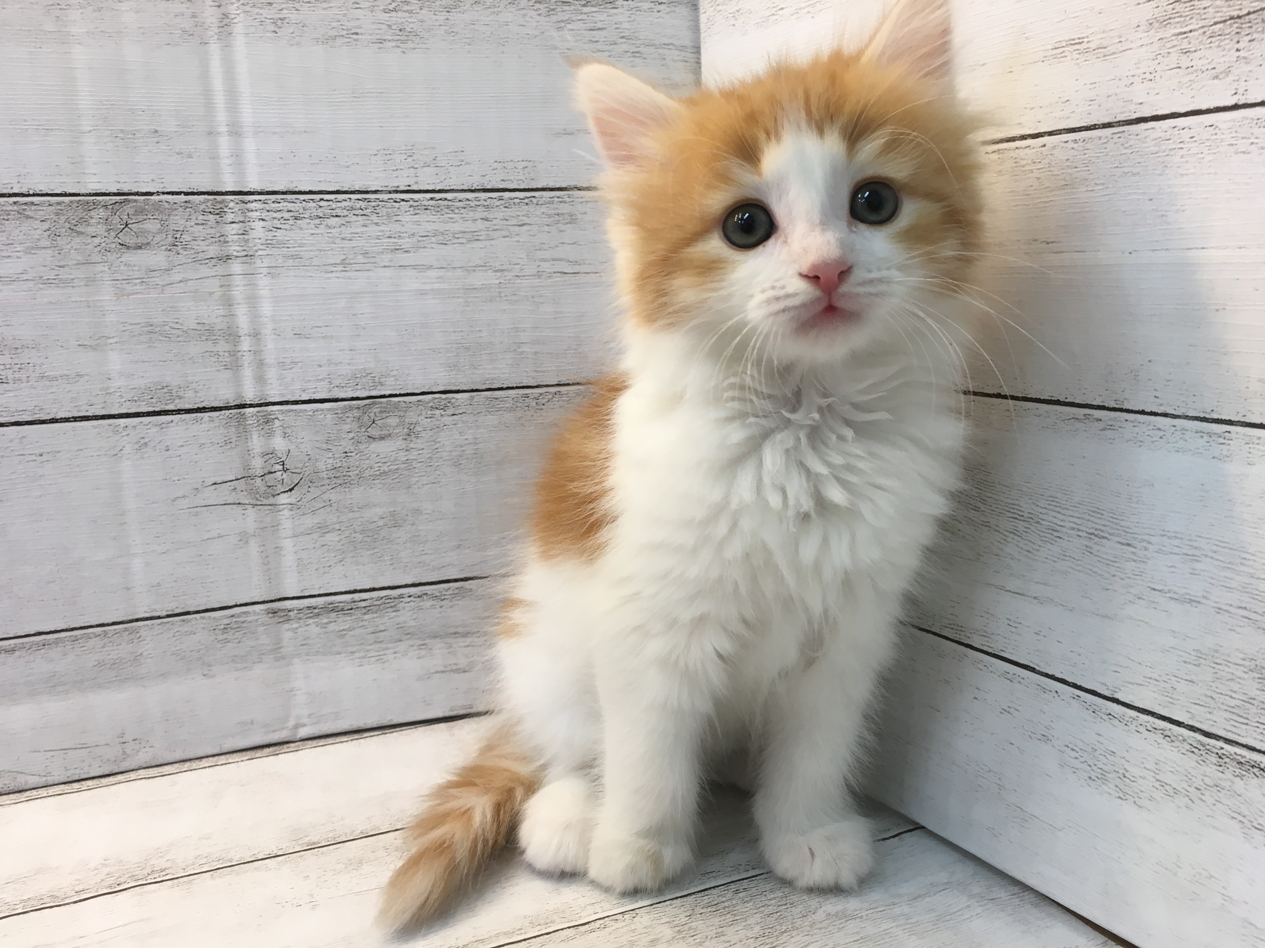 飼い主様お写真