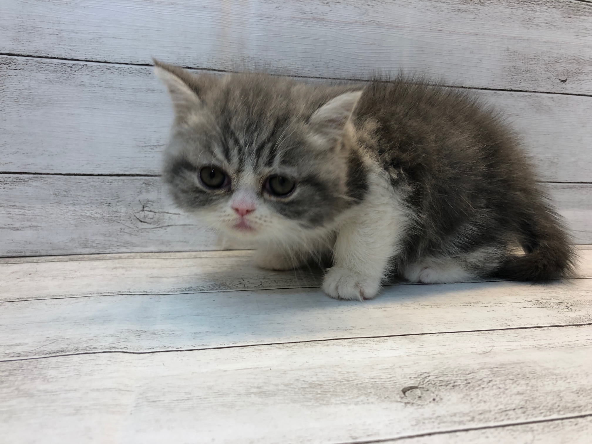 飼い主様お写真