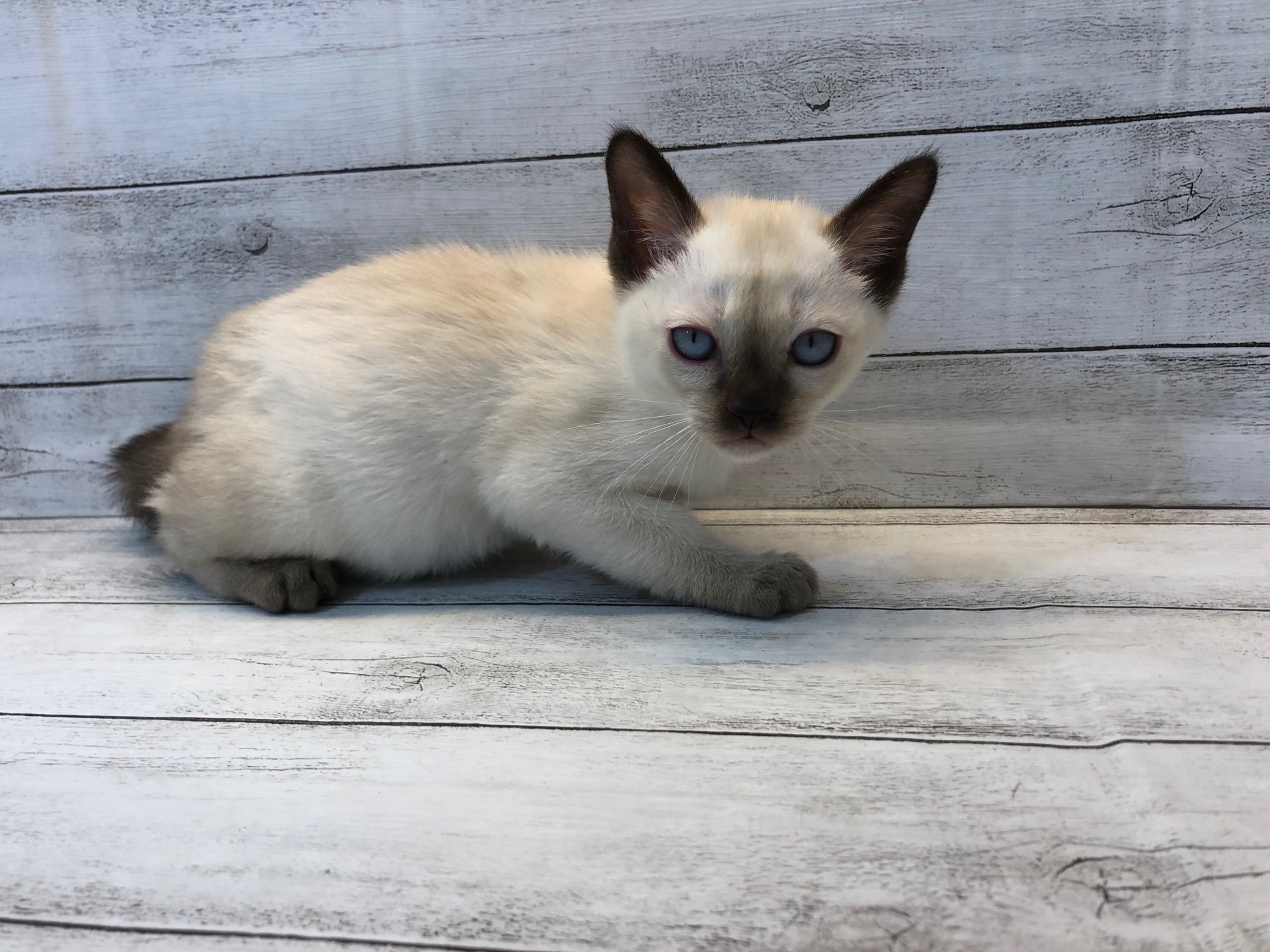 飼い主様お写真