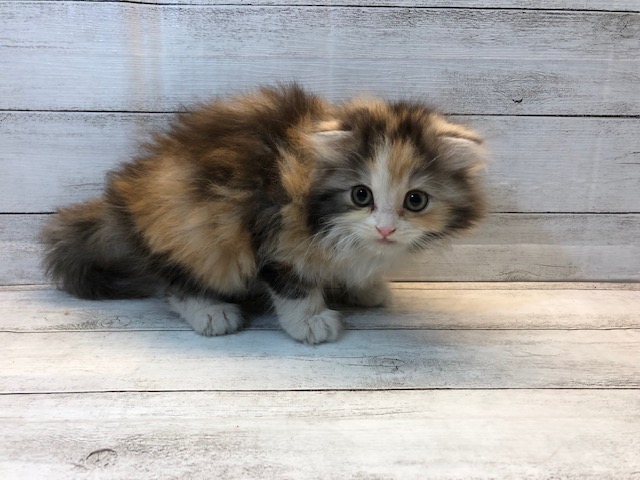 飼い主様お写真