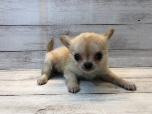 ④ポメラニアンalt=