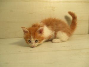 ノルウェージャンフォレストキャットalt=