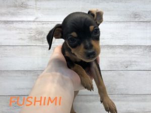 ⑯チワワ(スムース)alt=