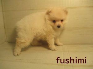 シェットランドシープドックalt=