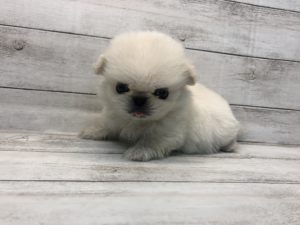 ペキニーズalt=