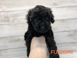 ⑯チワワ(スムース)alt=
