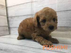 ⑰ウェルシュコーギーペンブロークalt=