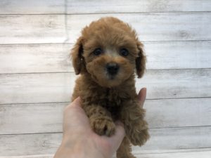 ⑰ウェルシュコーギーペンブロークalt=