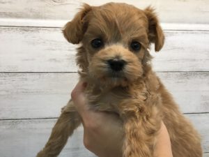 柴犬alt=