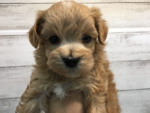 柴犬alt=