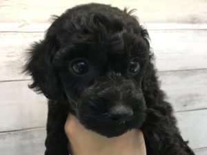 柴犬alt=