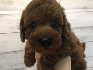 柴犬alt=